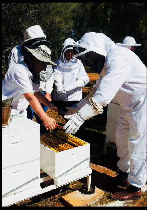 Red Centre Honey - Internet Find 3