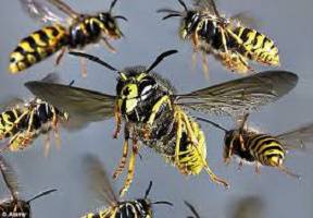Red Centre Honey - Internet Find 4