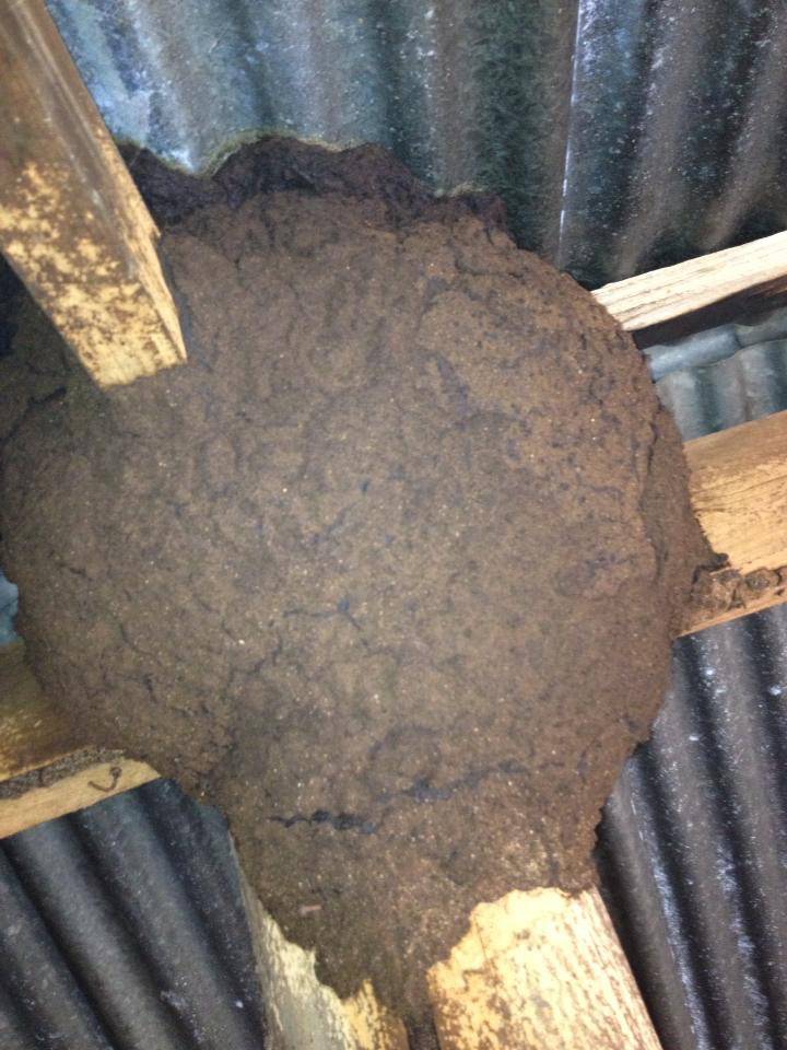 Weed Control Armidale NSW Swimm