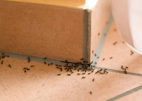 Wisemans Pest Control - Internet Find 0