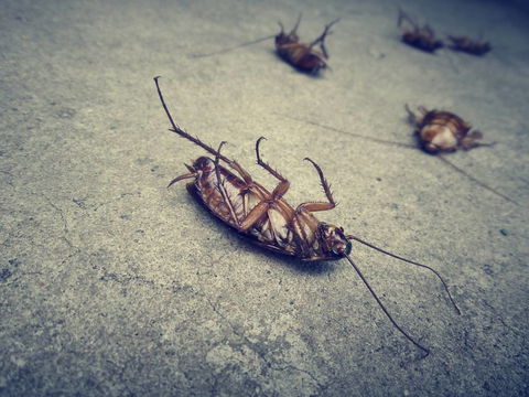 Wisemans Pest Control - Internet Find 1