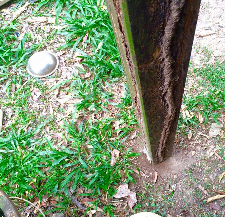 Pest Control Sawtell NSW Renee