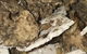 Country To Coast Pest Control - thumb 3