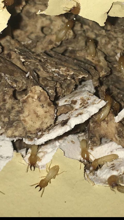 Country To Coast Pest Control - Internet Find 3
