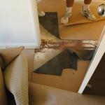 Complete Pest Control - Internet Find 2