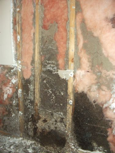 Promax Pest Control & Carpet Cleaning - Internet Find 2