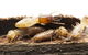 Haynes Pest Management Pty Ltd - thumb 3