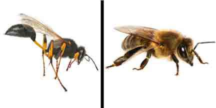 Statewide Pest Solutions - Internet Find 0