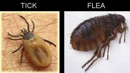 Statewide Pest Solutions - Internet Find 2