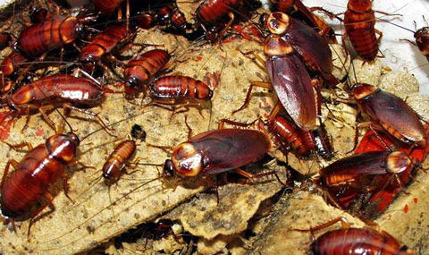 Statewide Pest Solutions - Internet Find 3
