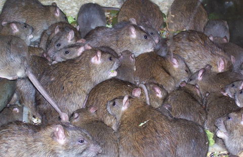 Statewide Pest Solutions - Internet Find 4