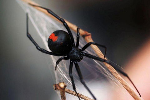 Statewide Pest Solutions - Internet Find 5