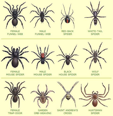 Statewide Pest Solutions - Internet Find 6