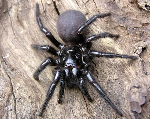 Statewide Pest Solutions - Internet Find 7