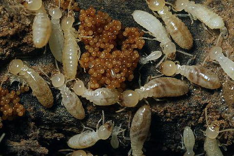 Statewide Pest Solutions - Internet Find 8