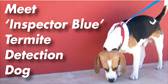Blue Peace Pest Control - Internet Find 0