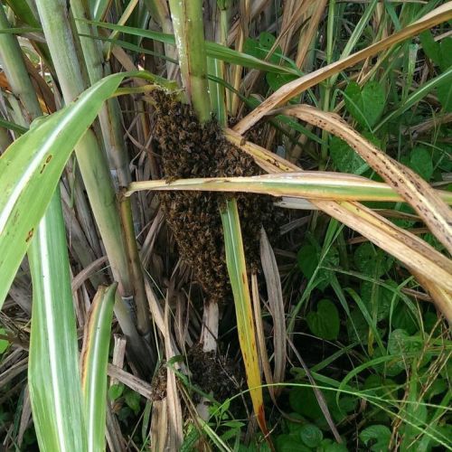 Beekeepers Ooralea QLD Qld Realsetate