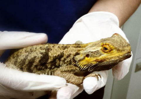 Parap Veterinary Hospital - Renee 0