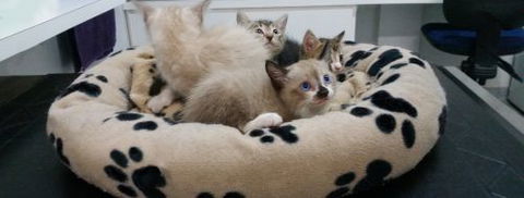 Parap Veterinary Hospital - Renee 1