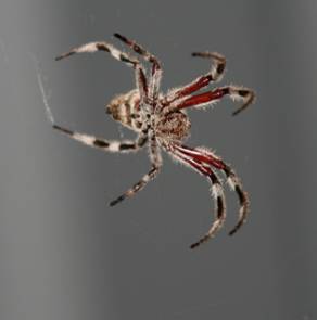 Inland Pest Management - Internet Find 0