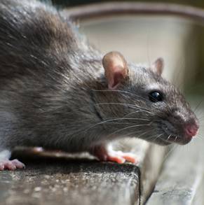 Inland Pest Management - Internet Find 1