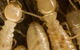 Inland Pest Management - thumb 2
