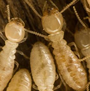 Inland Pest Management - Internet Find 2