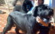 Byron Dog Grooming - thumb 1