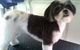 Byron Dog Grooming - thumb 2