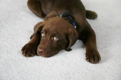 PHJ Carpet Cleaning And Restoration - Renee 11