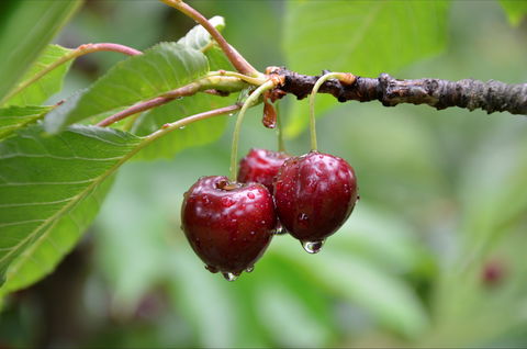 Red Hill Cherry Farm - Renee 0