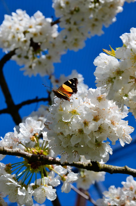 Red Hill Cherry Farm - Renee 2