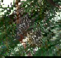 Wild Life Hamilton Island - Internet Find