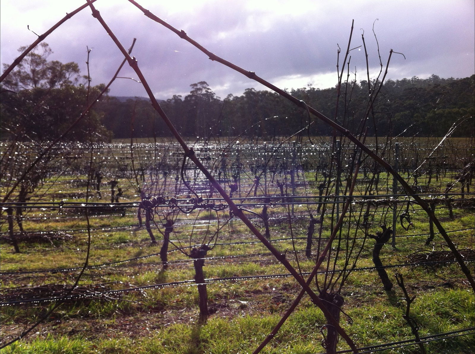 Orford TAS Internet Find