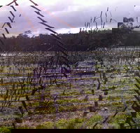 Darlington Vineyard - Internet Find