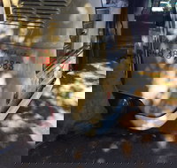 Kombi Koffein - Qld Realsetate