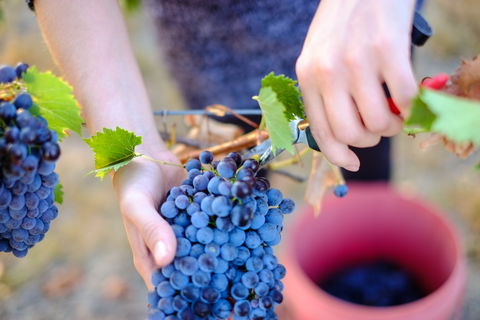 Red Feet Wines - Renee 1