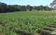 Yarralaw Springs Wines - thumb 2