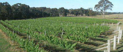 Yarralaw Springs Wines - Renee 2