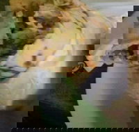 Ankara Kebabs  Bakery - Renee