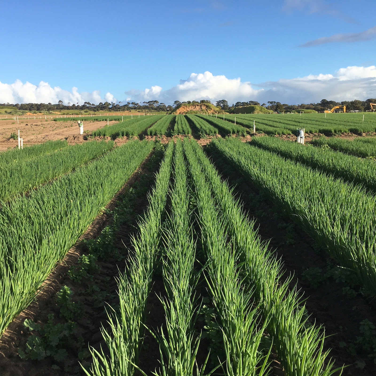 Boneo VIC Qld Realsetate