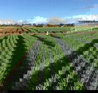 Hawkes Farm - Qld Realsetate