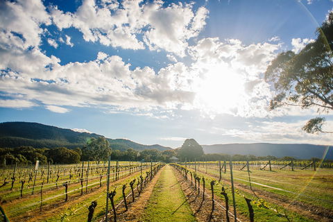 Fallen Giants Vineyard - Internet Find 0