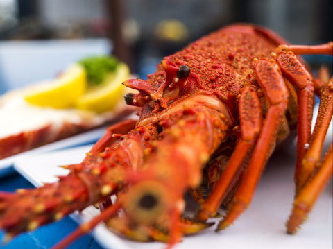 Freycinet Marine Farm - Swimm 0