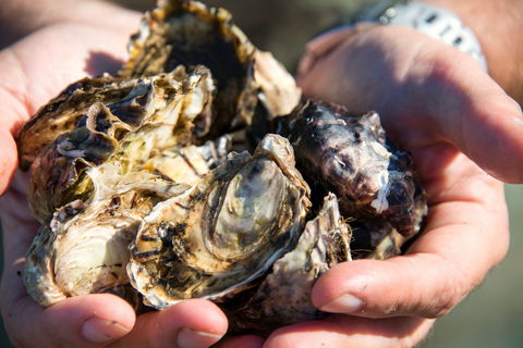 Freycinet Marine Farm - Swimm 2