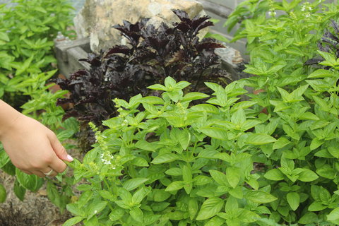 Hillview Herb Farm - Renee 1