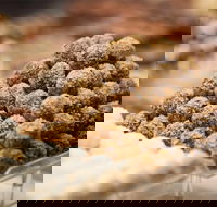 Mayfield Chocolates - Spring Hill - Renee