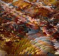 Queens Pastri House - Qld Realsetate