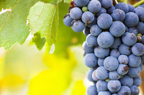 Eden Road Wines - Renee 0