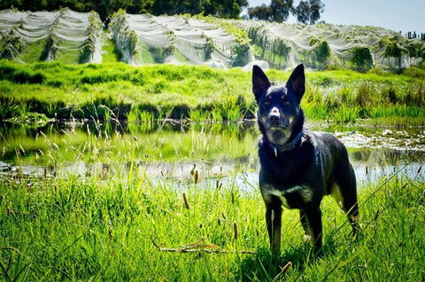 Hickinbotham Of Dromana - Renee 1